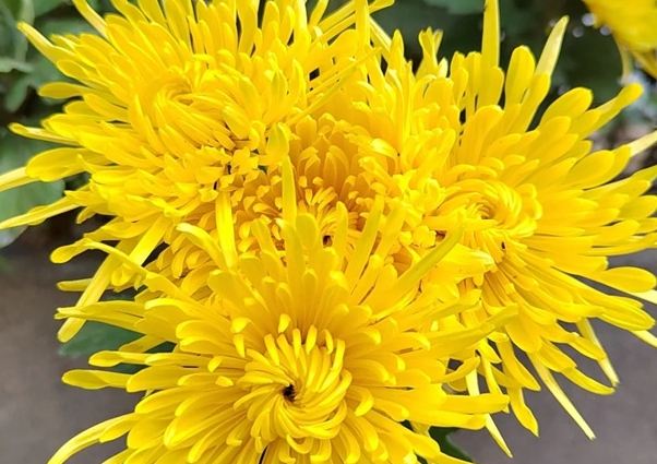 背叛花语 背叛花语