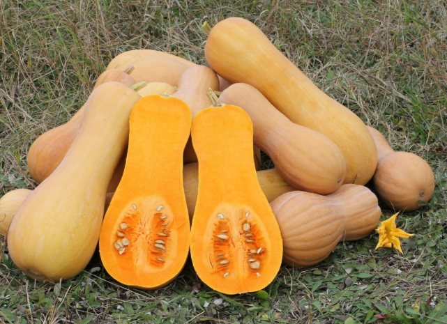 南瓜對血壓影響