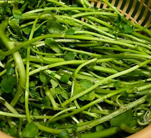 西洋菜食用方法 西洋菜食用方法