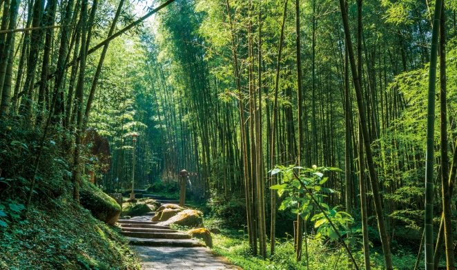 南投小溪頭旅遊 南投小溪頭旅遊