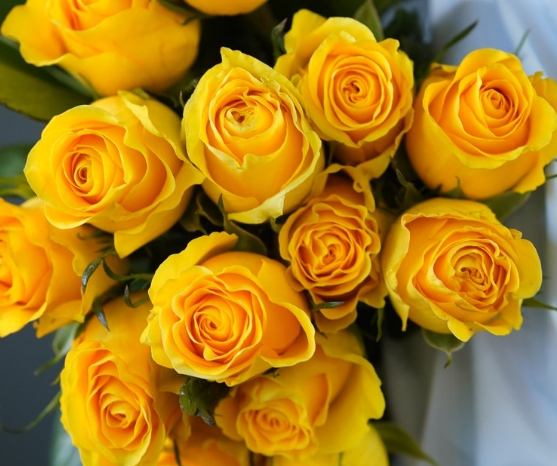 花卉背叛含义 花卉背叛含义