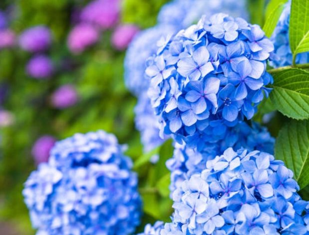 紫陽花寓意 紫陽花寓意