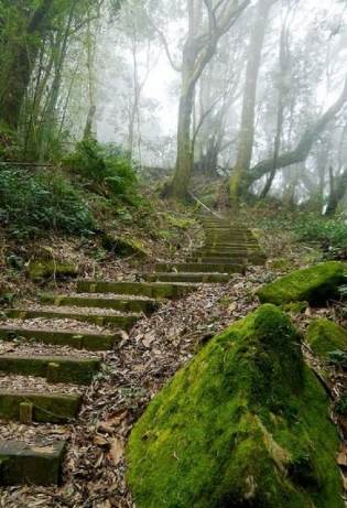 嘉義大凍山 嘉義大凍山