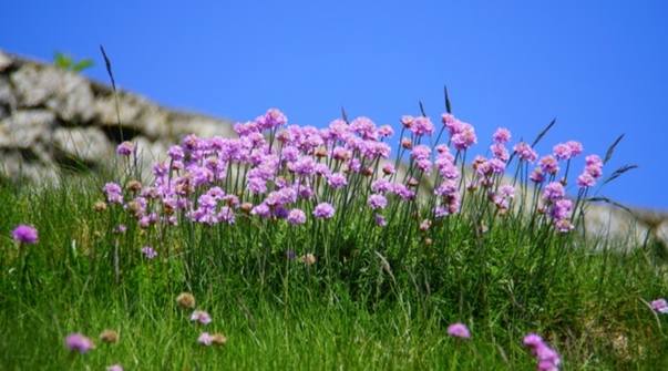 花語心理學 花語心理學