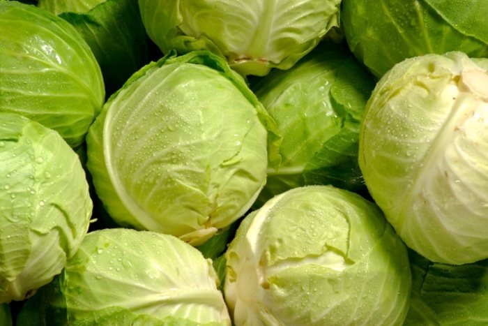 冷凍高麗菜方法 冷凍高麗菜方法