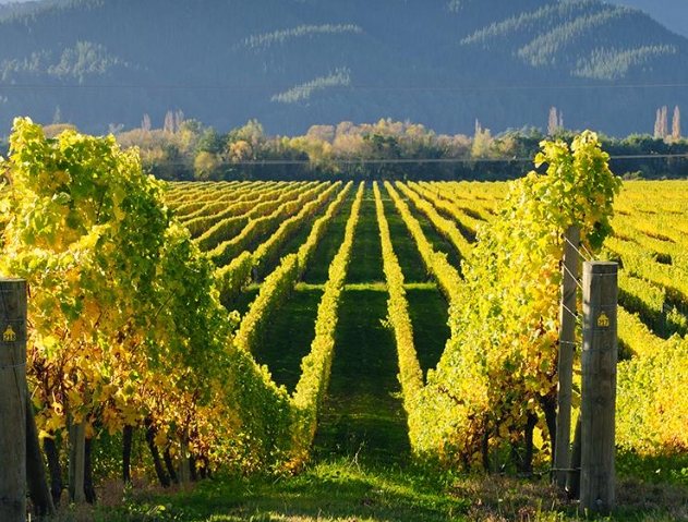 北島葡萄酒旅遊