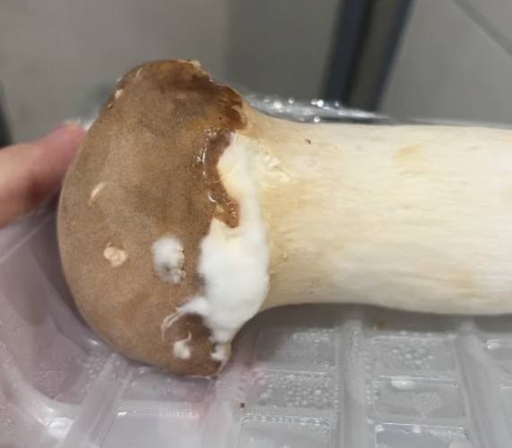 杏鮑菇保鮮方法 杏鮑菇保鮮方法