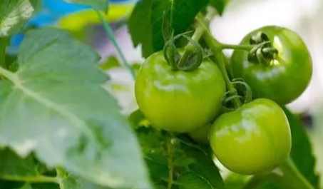 綠番茄好處 綠番茄好處