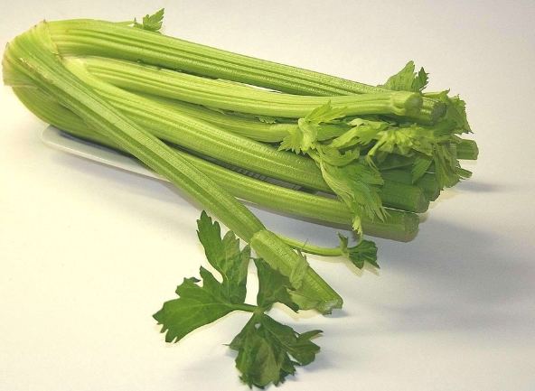 西芹寒性 西芹寒性