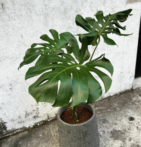 龜背芋不長新葉