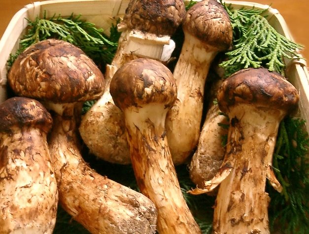 黑松茸菇營養 黑松茸菇營養