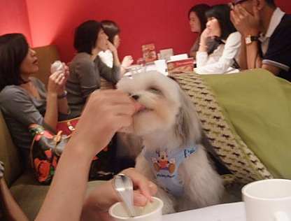 信義新光三越寵物友善