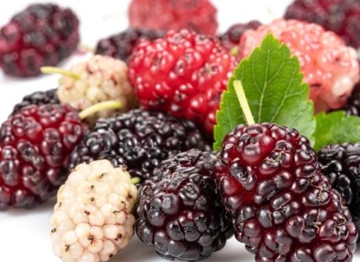 桑葚營養 桑葚營養