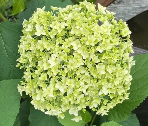 綠色花卉花語 綠色花卉花語