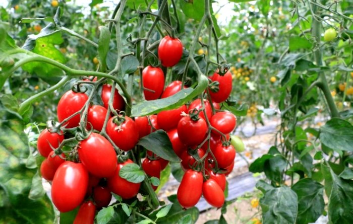 小番茄營養價值 小番茄營養價值