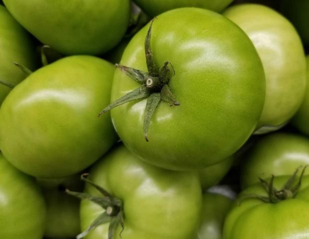 未成熟番茄食用 未成熟番茄食用