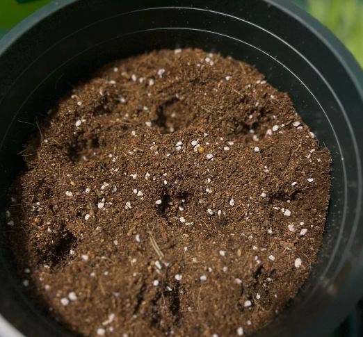 吊蘭養護 吊蘭養護