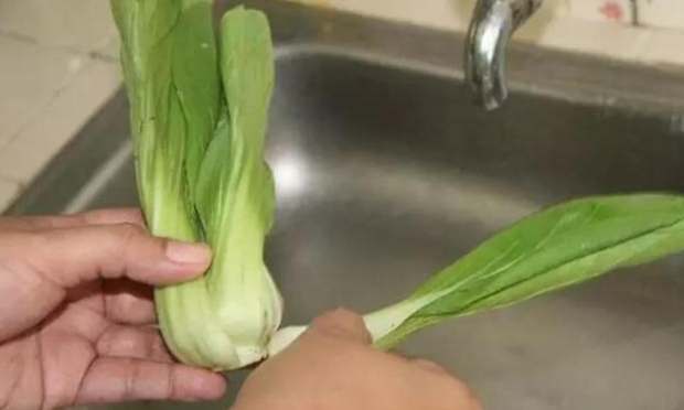 小白菜怎麼洗才乾淨 小白菜怎麼洗才乾淨