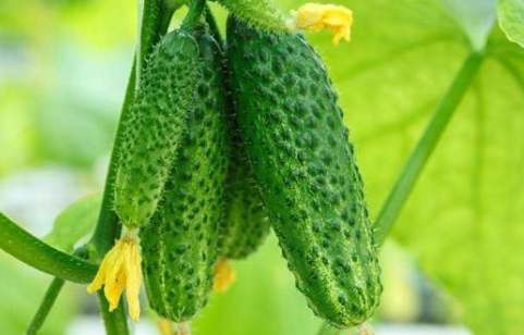 地瓜葉搭配禁忌 地瓜葉搭配禁忌