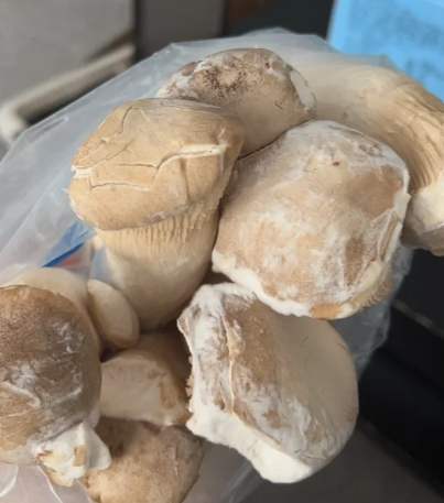 杏鮑菇壞掉判斷 杏鮑菇壞掉判斷