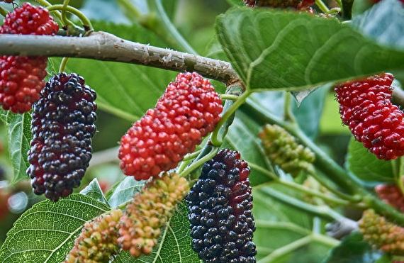 桑葚功效 桑葚功效