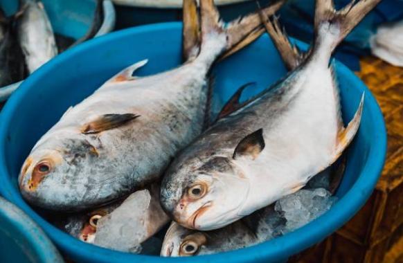 糖尿病魚類選擇 糖尿病魚類選擇