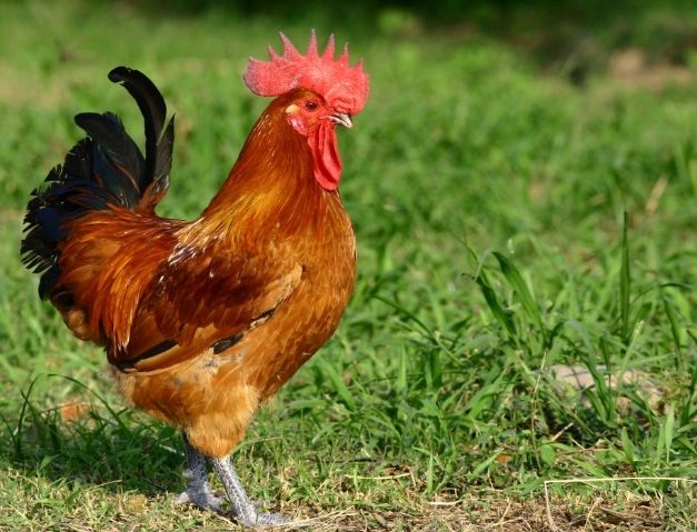 白斬雞雞種選擇 白斬雞雞種選擇