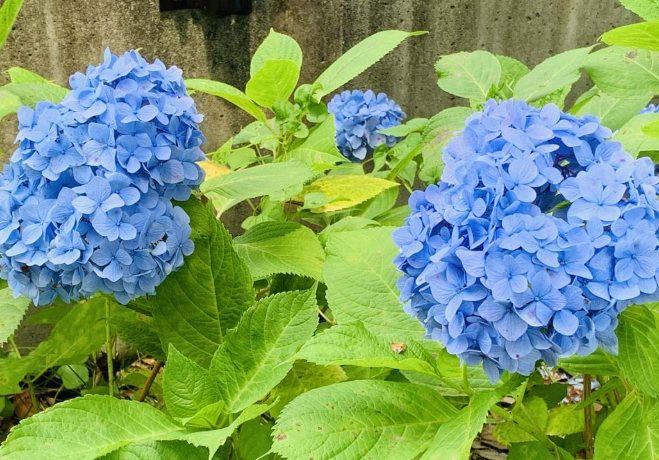 紫陽花寓意 紫陽花寓意