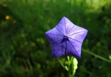 代表絕望的花 代表絕望的花