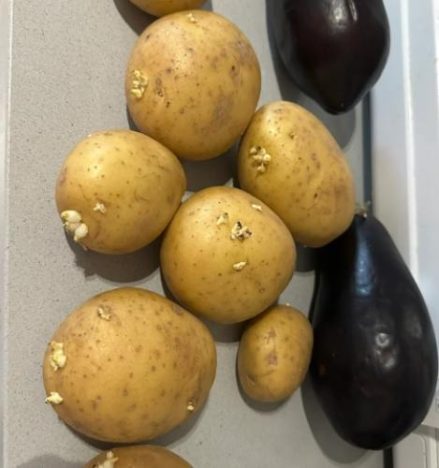 馬鈴薯為什麼會發芽