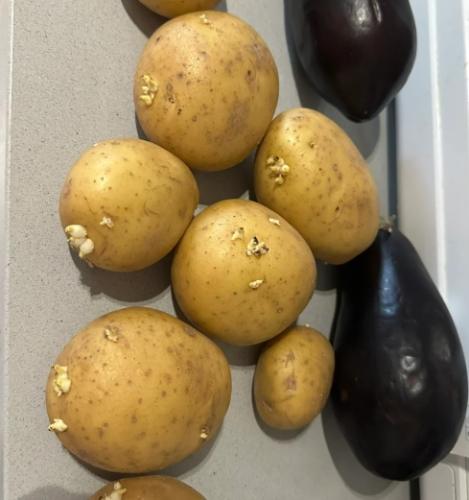 馬鈴薯為什麼會發芽？完整解析原因、風險與預防保存技巧