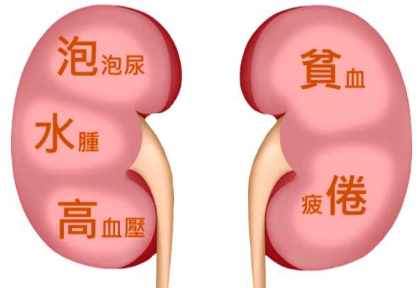 腎臟保健飲食 腎臟保健飲食