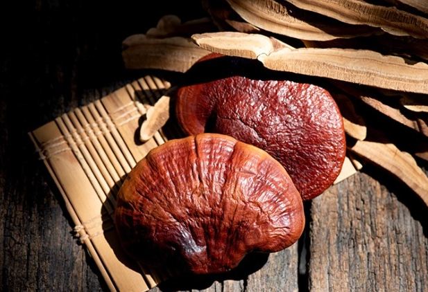 靈芝誰不能吃 靈芝誰不能吃