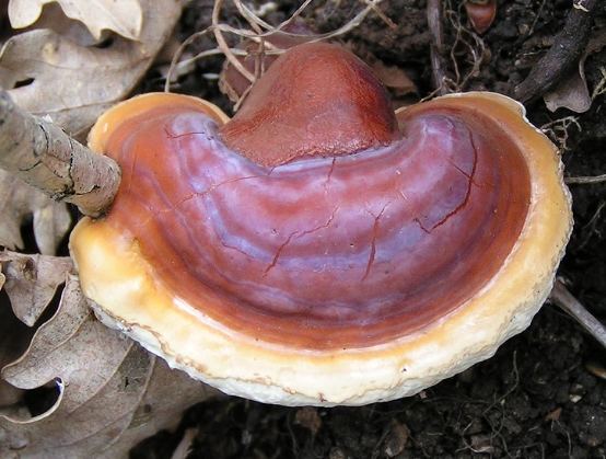 靈芝不良反應 靈芝不良反應