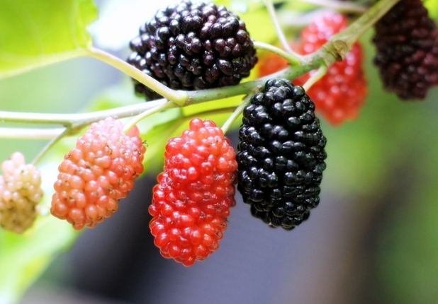 桑葚禁忌 桑葚禁忌