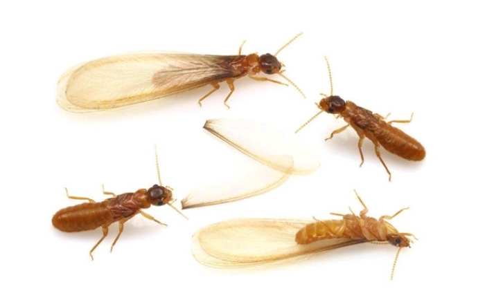 大水蟻天敵 大水蟻天敵