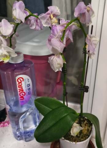 蘭花枯萎原因 蘭花枯萎原因