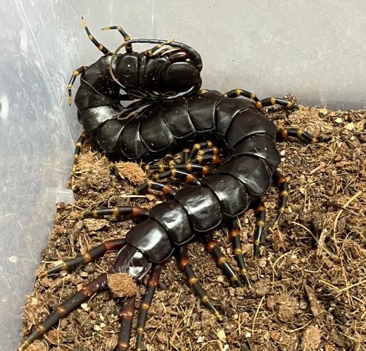 蜈蚣防治 蜈蚣防治