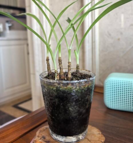 吊蘭繁殖 吊蘭繁殖