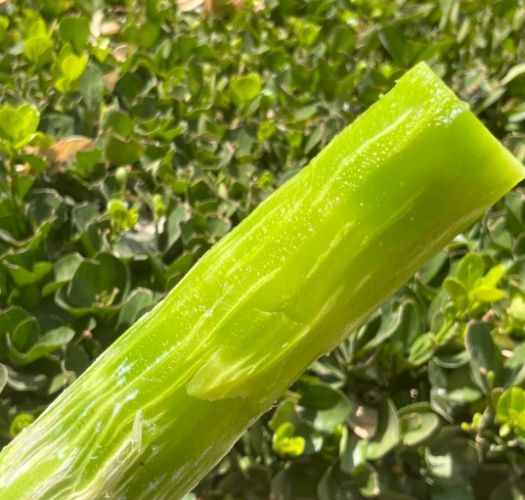 萵苣菜心全攻略：營養價值、種植技巧與美味食譜一次掌握