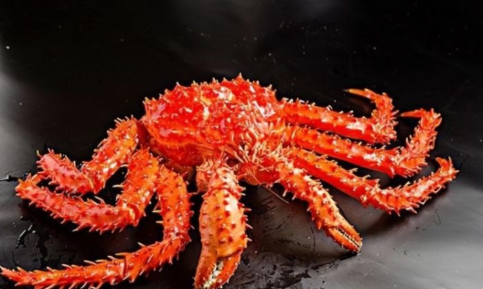 帝王蟹過敏預防