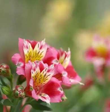 友誼花語 友誼花語