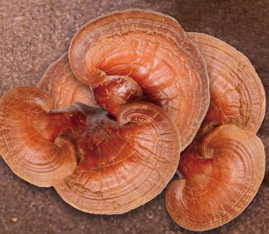 靈芝誰不能吃 靈芝誰不能吃