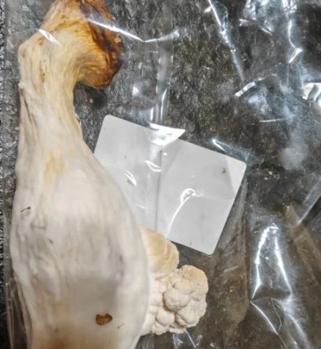 杏鮑菇保存時間 杏鮑菇保存時間