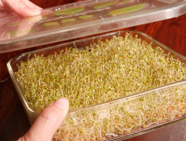 苜蓿芽種植步驟 苜蓿芽種植步驟