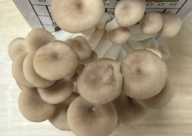 秀珍菇保存方法 秀珍菇保存方法