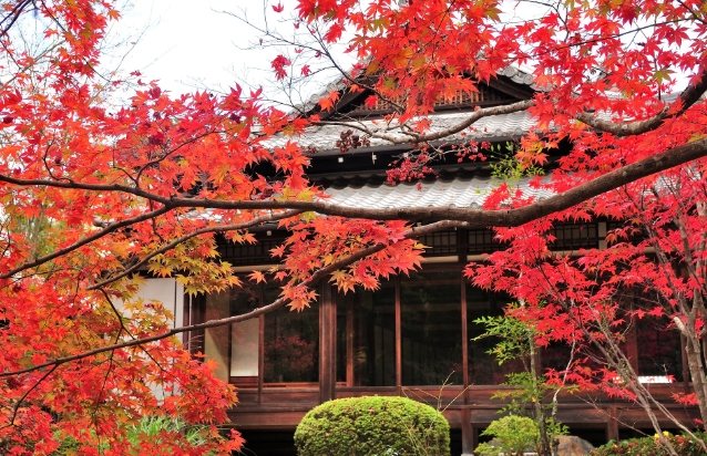 京都楓葉季節 京都楓葉季節