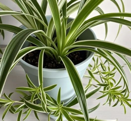 吊蘭繁殖 吊蘭繁殖