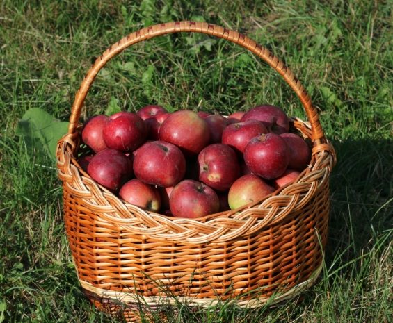 低鉀水果列表 低鉀水果列表