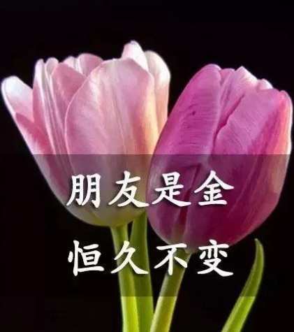 友誼花語 友誼花語